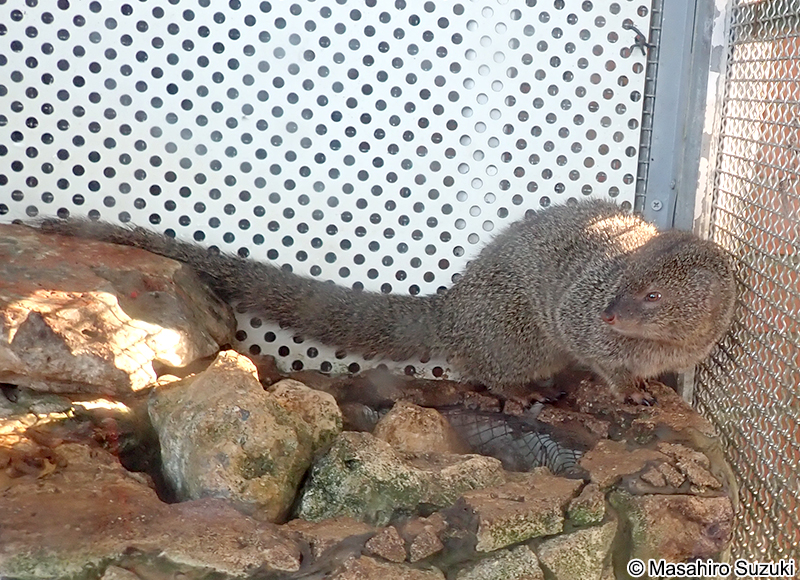 フイリマングース Urva auropunctata