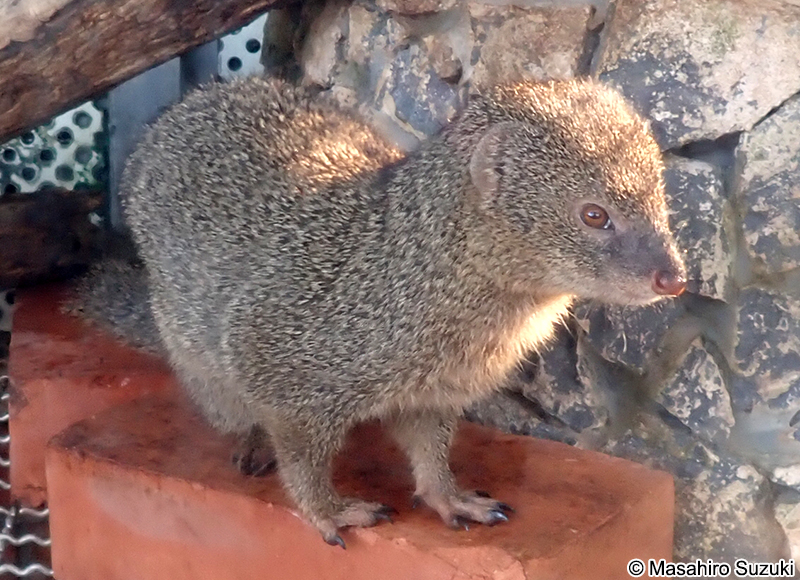 フイリマングース Urva auropunctata