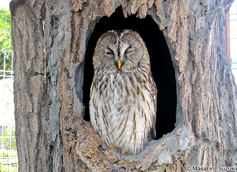 ホンドフクロウ Strix uralensis hondoensis