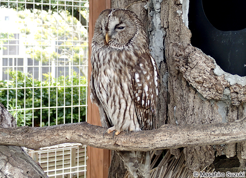 ホンドフクロウ Strix uralensis hondoensis