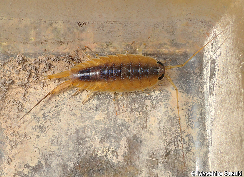 フナムシ Ligia (Megaligia) exotica