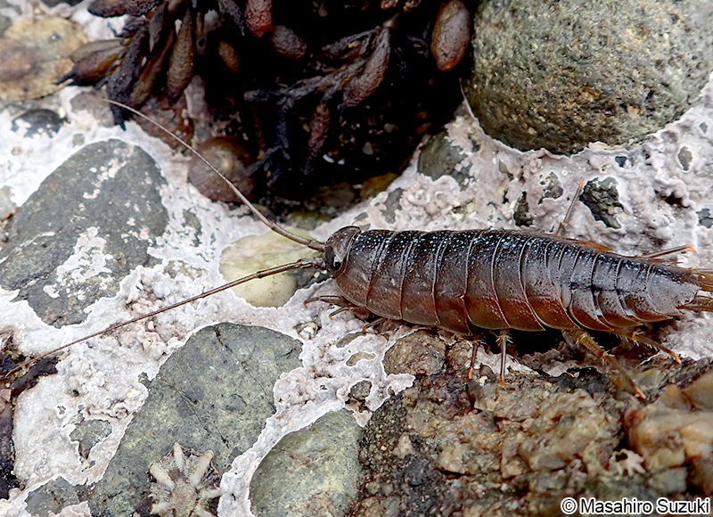フナムシ Ligia (Megaligia) exotica