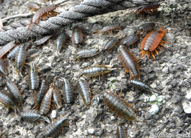 フナムシ Ligia (Megaligia) exotica