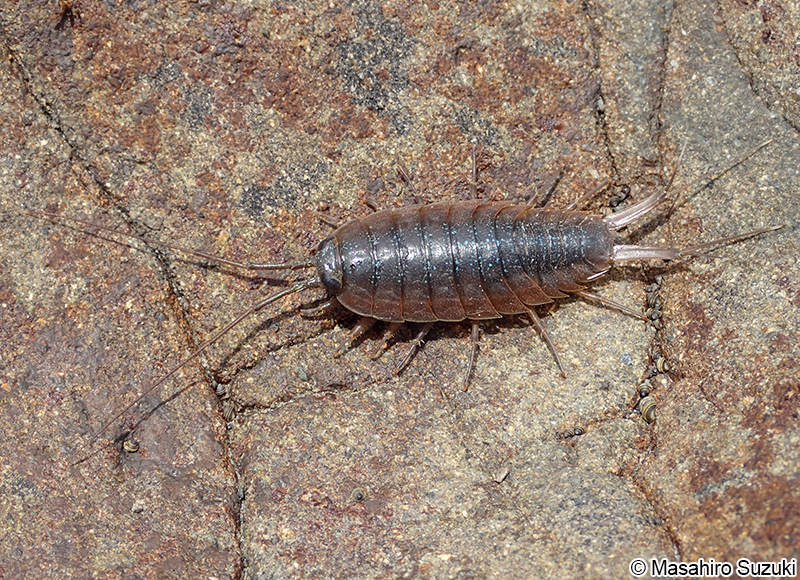 フナムシ Ligia (Megaligia) exotica