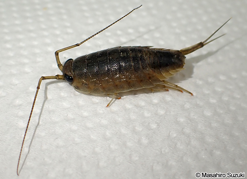 フナムシ Ligia (Megaligia) exotica