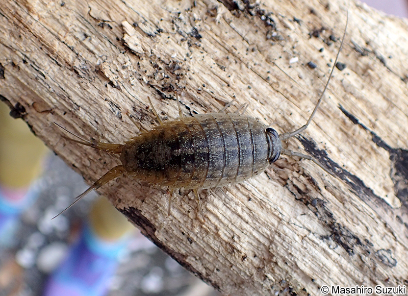 フナムシ Ligia (Megaligia) exotica