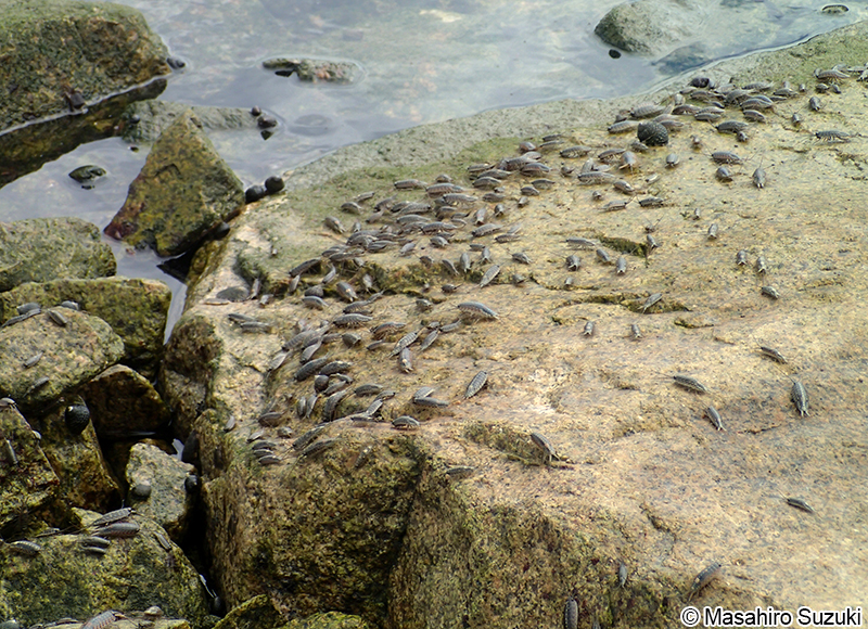 フナムシ Ligia (Megaligia) exotica
