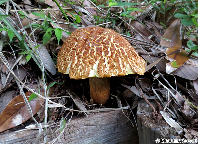 アカヤマドリ Rugiboletus extremiorientalis