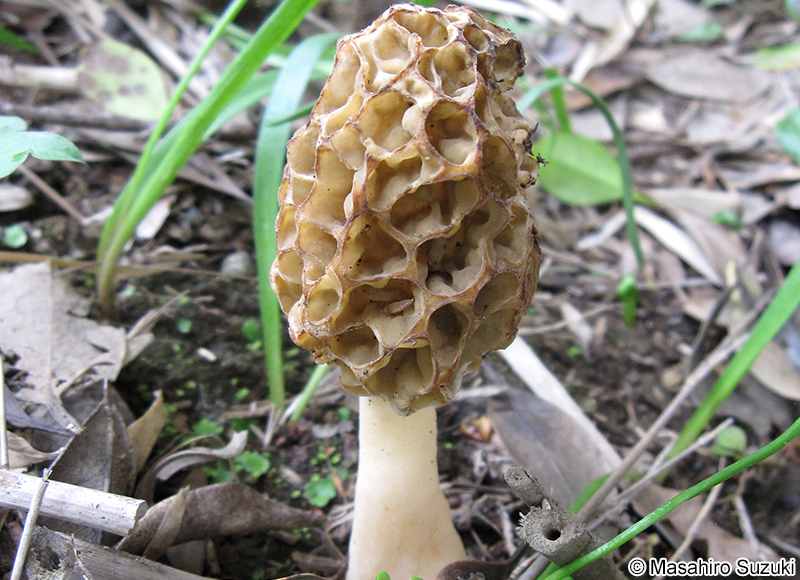 アミガサタケ Morchella esculenta