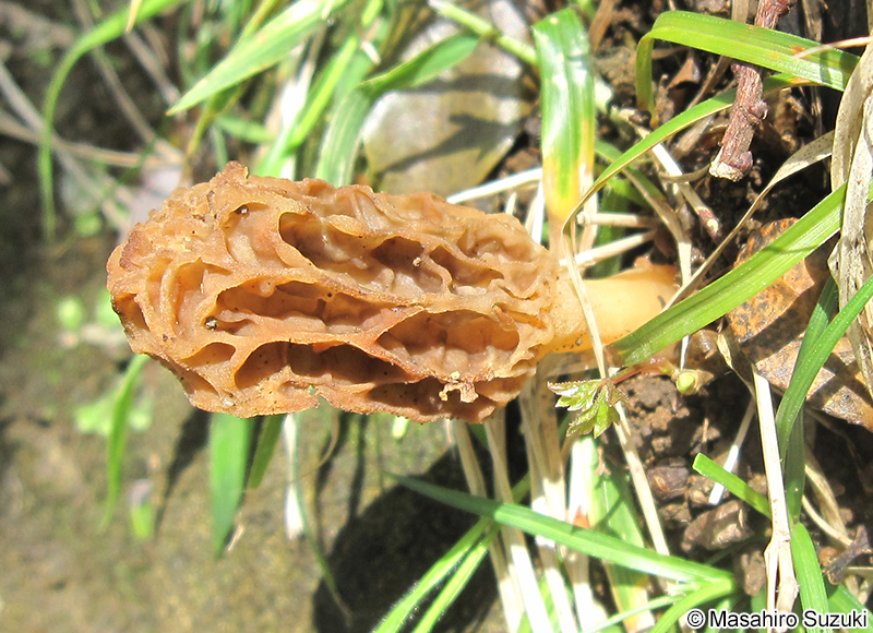 アミガサタケ Morchella esculenta