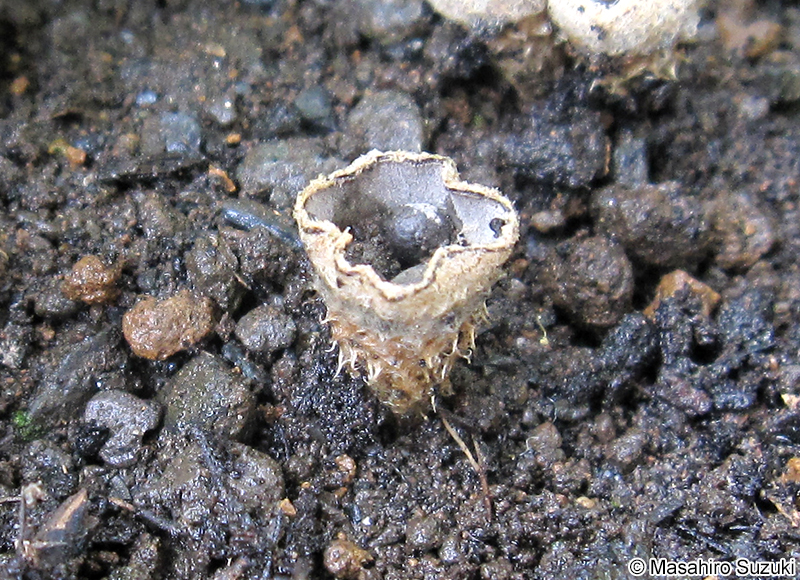 チャダイゴケ属 Cyathus