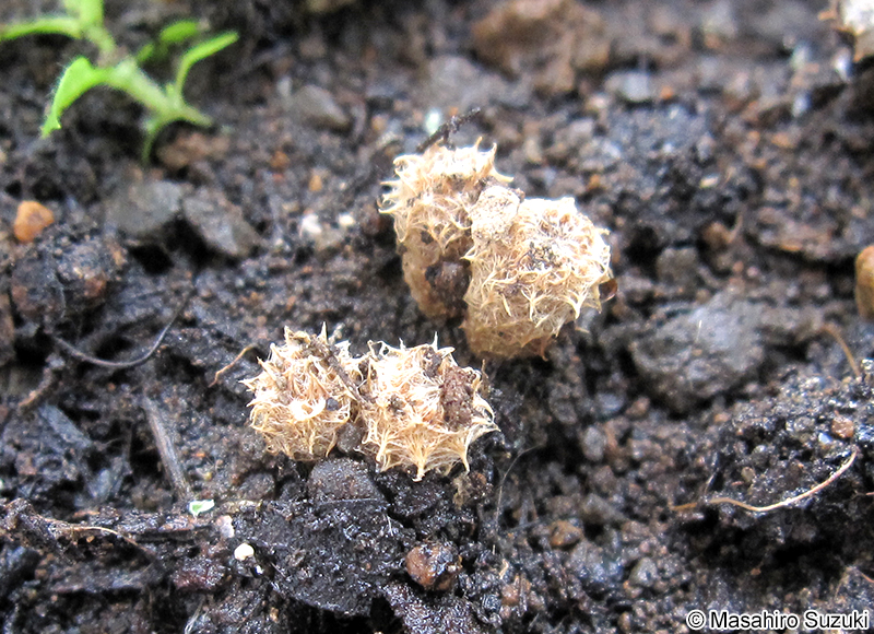 チャダイゴケ属 Cyathus