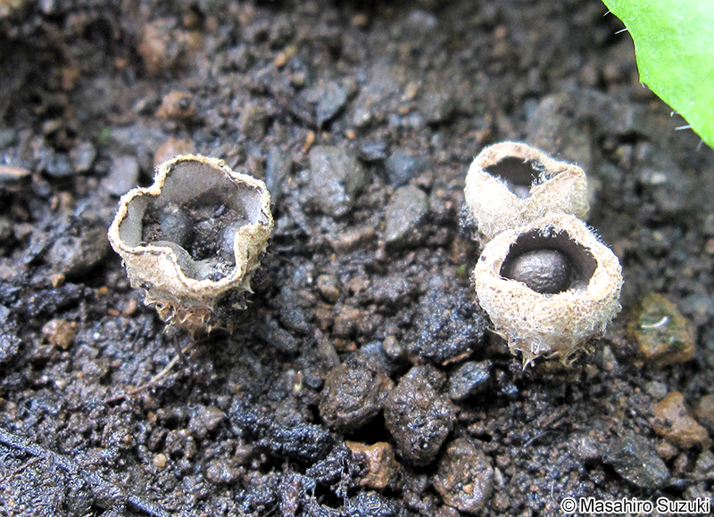 チャダイゴケ属 Cyathus