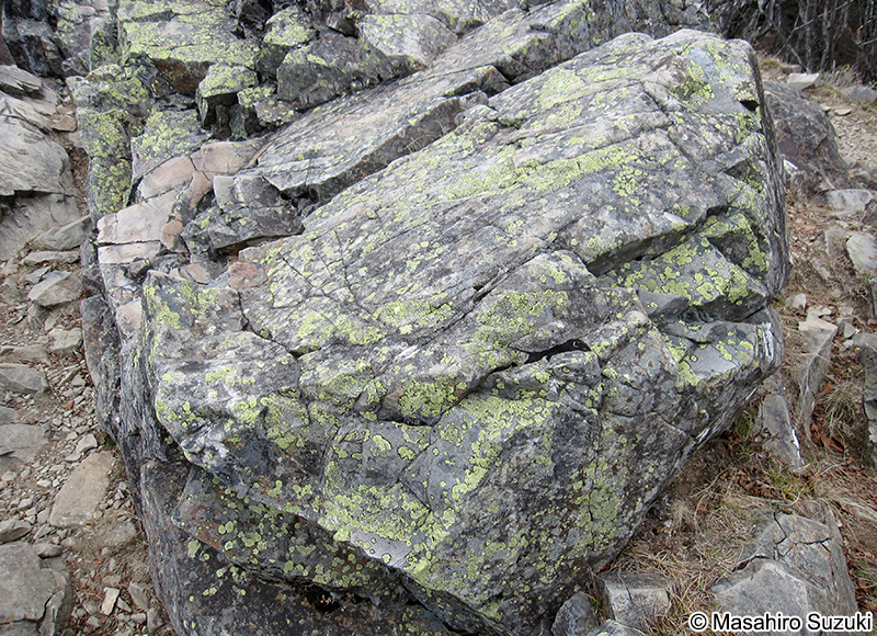 チズゴケ Rhizocarpon