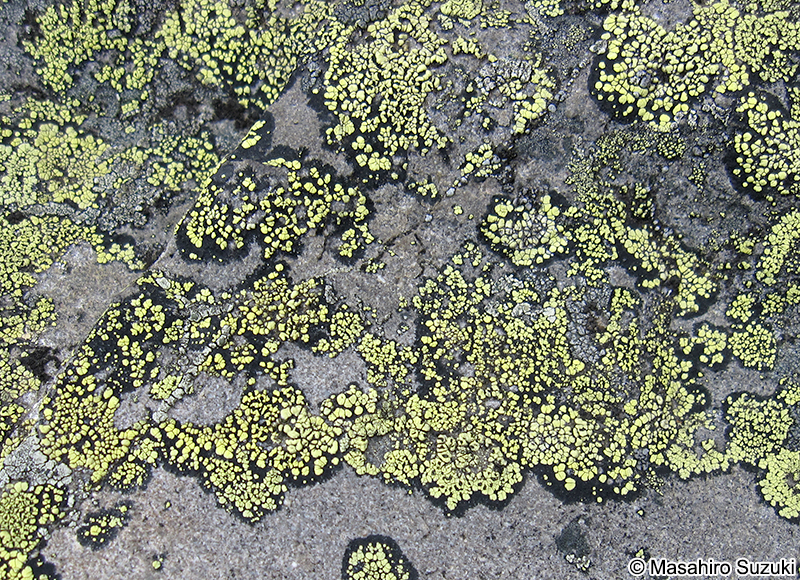 チズゴケ Rhizocarpon