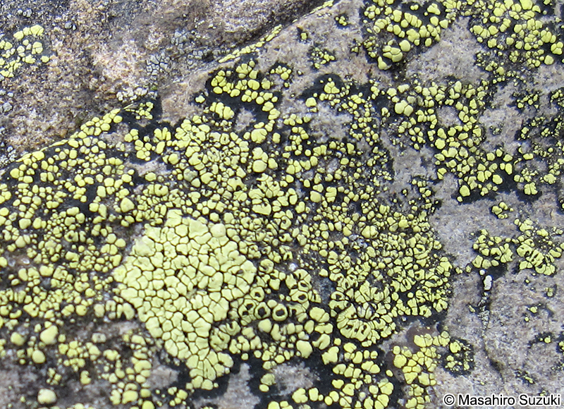 チズゴケ Rhizocarpon