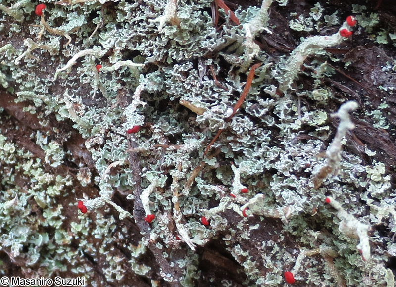 ハナゴケ属 Cladonia