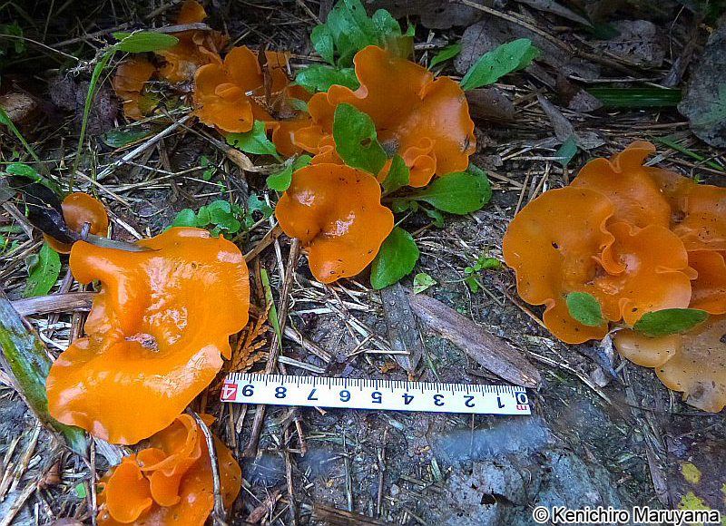 ヒイロチャワンタケ Aleuria aurantia