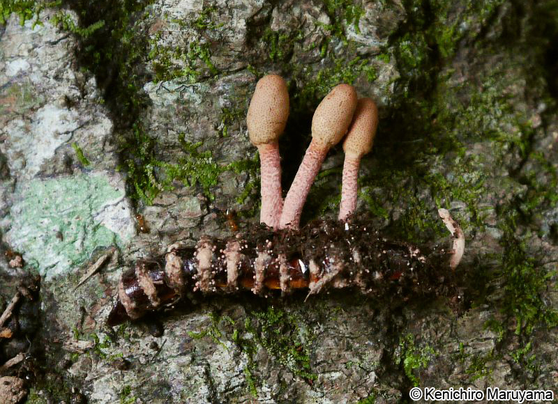 ヒメクチキタンポタケ Ophiocordyceps annullata