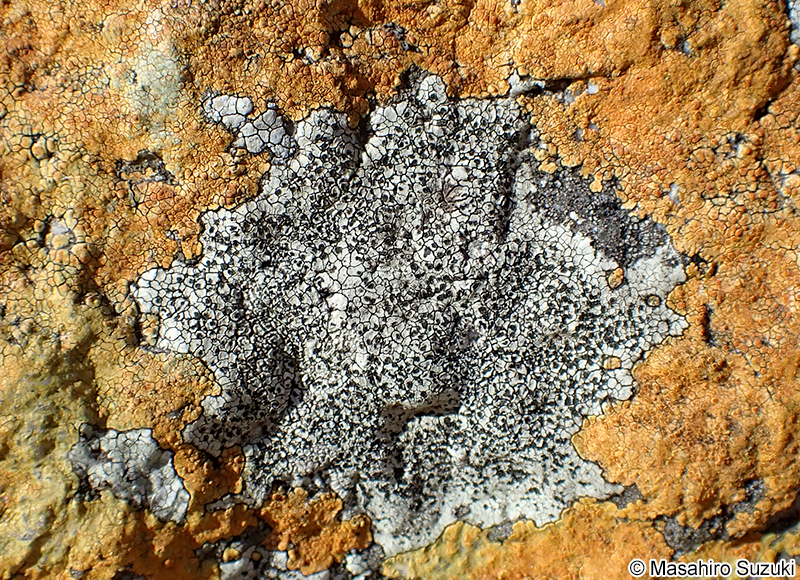 ホシスミイボゴケ Buellia stellulata