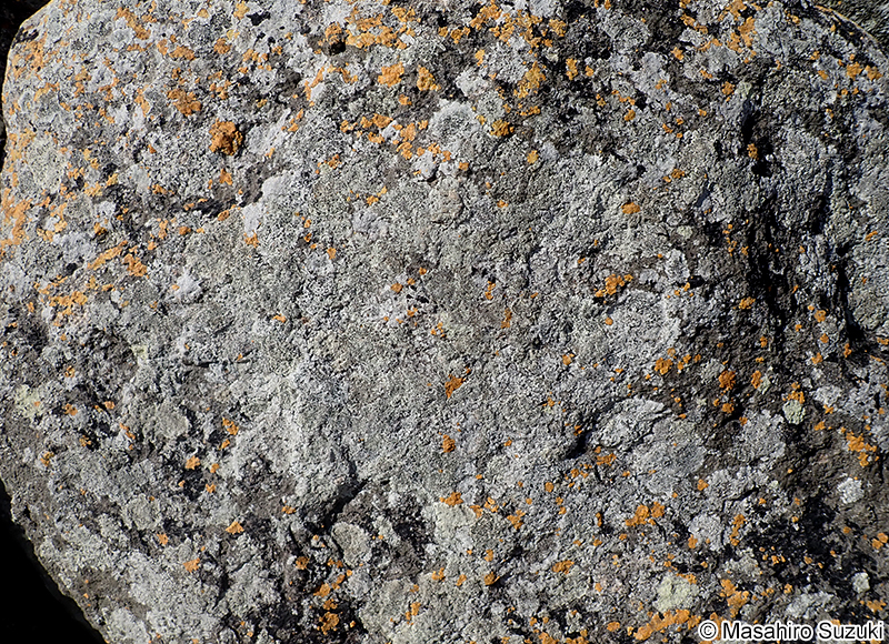 ホシスミイボゴケ Buellia stellulata