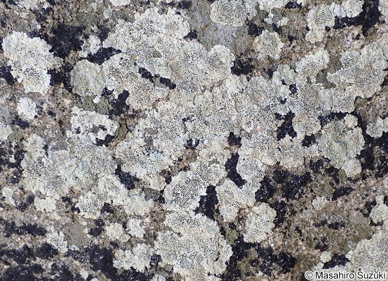 ホシスミイボゴケ Buellia stellulata