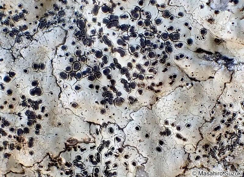 ホシスミイボゴケ Buellia stellulata