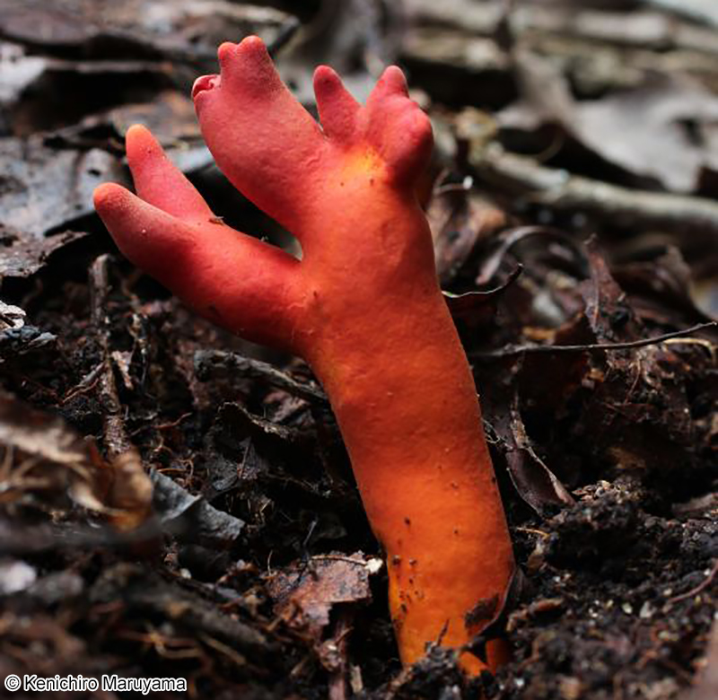 カエンタケ Trichoderma cornu-damae