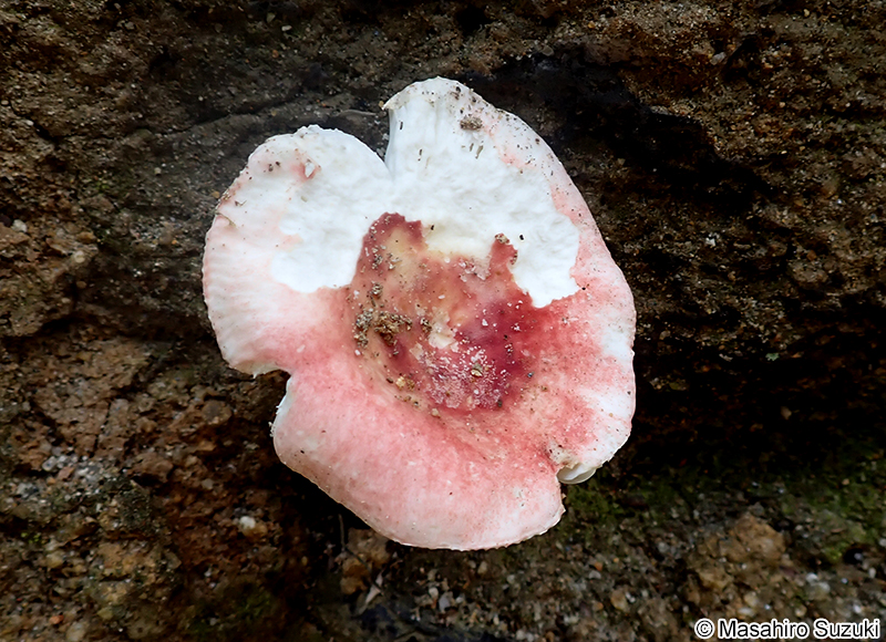 ケショウハツ Russula violeipes