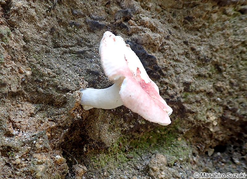 ケショウハツ Russula violeipes