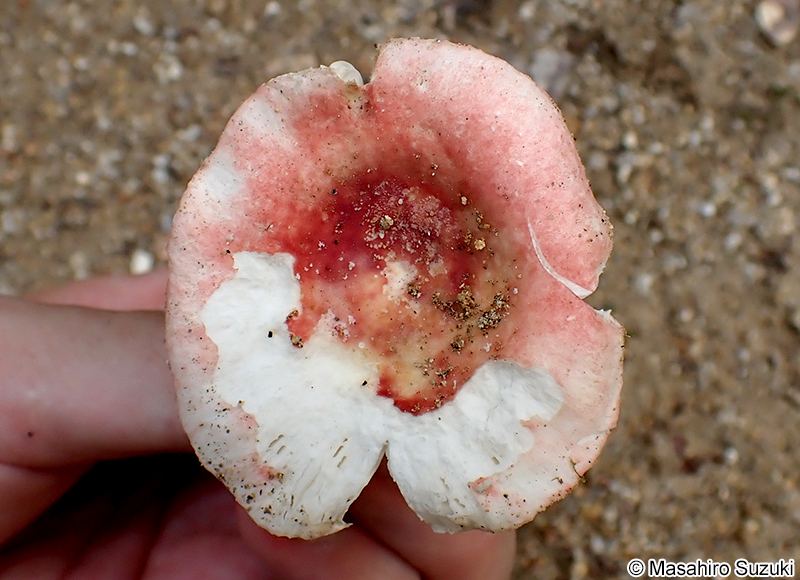 ケショウハツ Russula violeipes