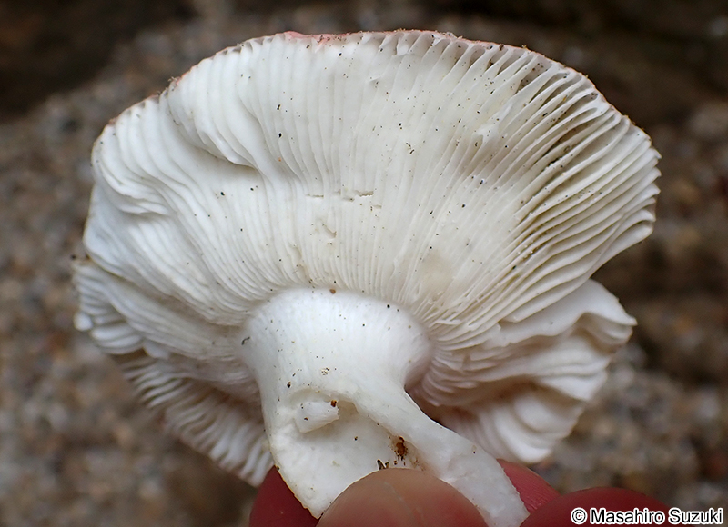 ケショウハツ Russula violeipes