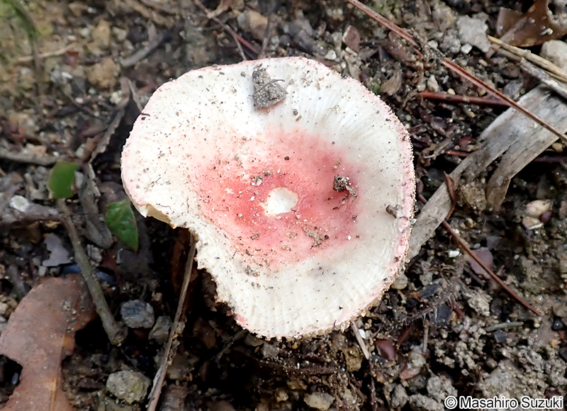 ケショウハツ Russula violeipes