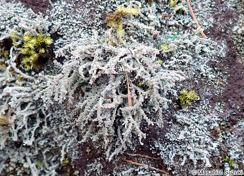 キゴケの仲間 Stereocaulon sp.