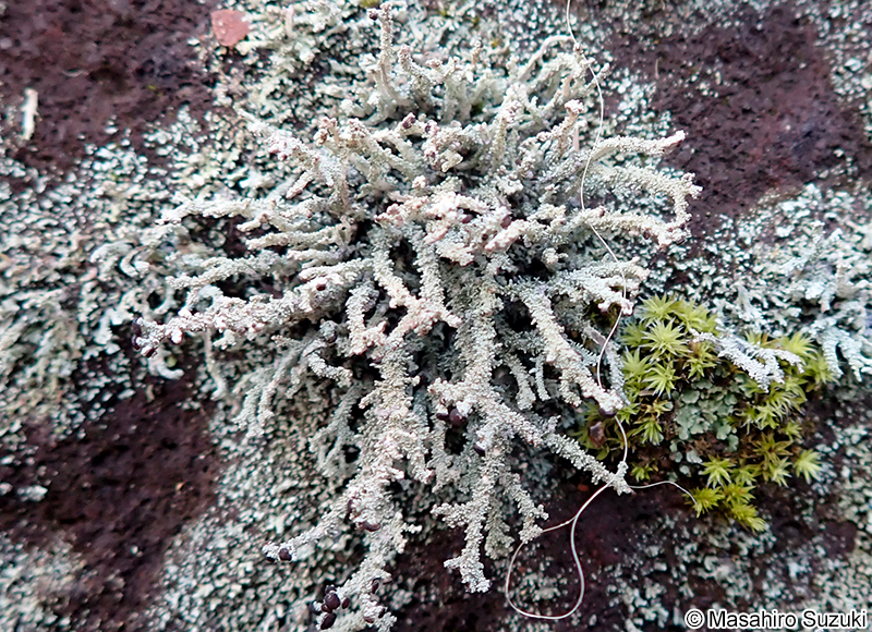 キゴケの仲間 Stereocaulon sp.