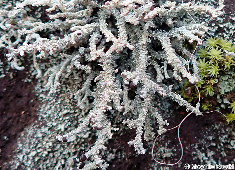 キゴケの仲間 Stereocaulon sp.