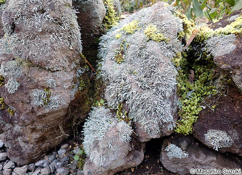 キゴケの仲間 Stereocaulon sp.