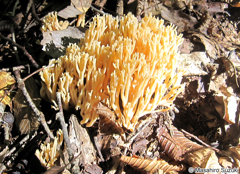 ホウキタケ属 Ramaria