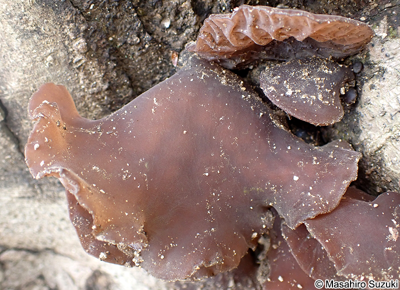 キクラゲ Auricularia sp.