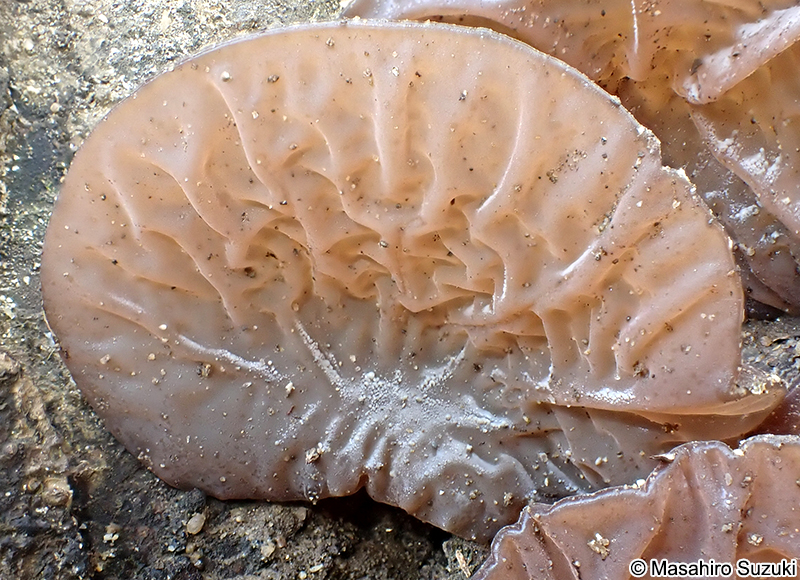 キクラゲ Auricularia sp.