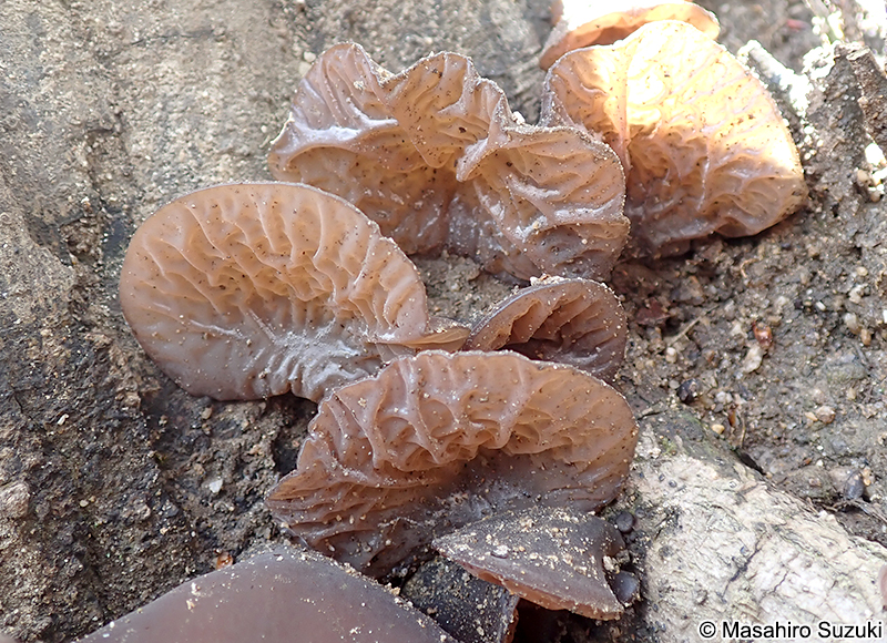 キクラゲ Auricularia sp.