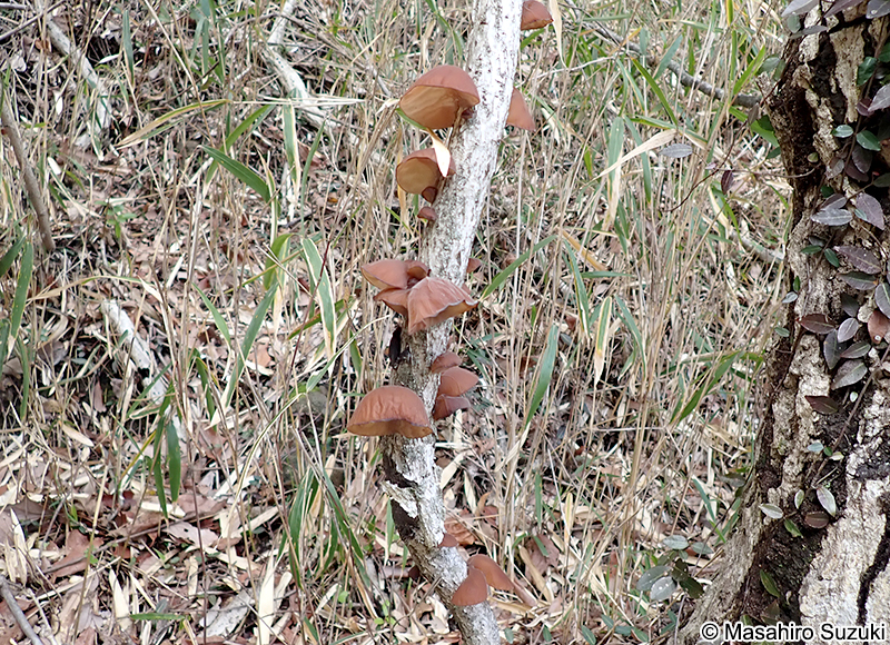 キクラゲ Auricularia sp.