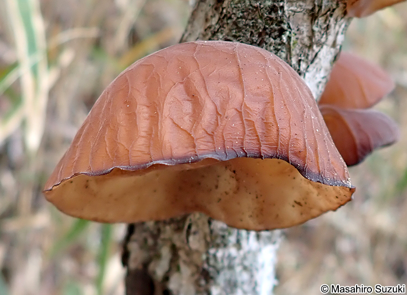 キクラゲ Auricularia sp.