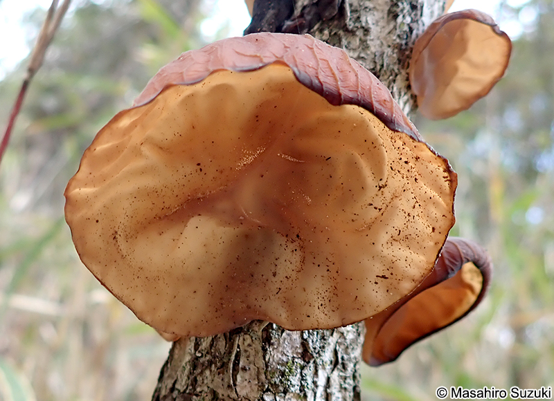 キクラゲ Auricularia sp.