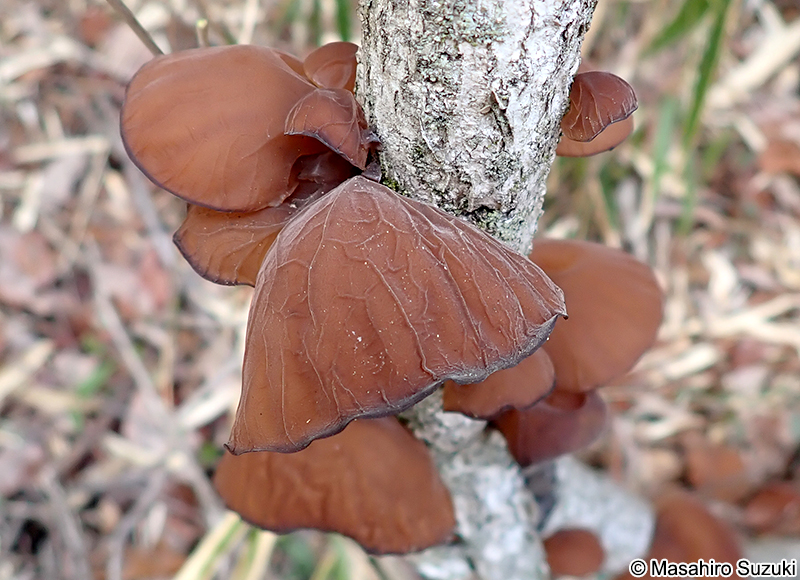 キクラゲ Auricularia sp.