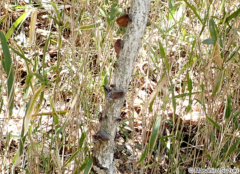 キクラゲ Auricularia sp.