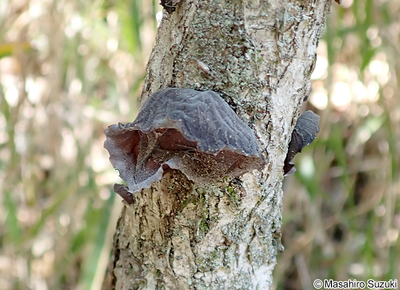 キクラゲ Auricularia sp.
