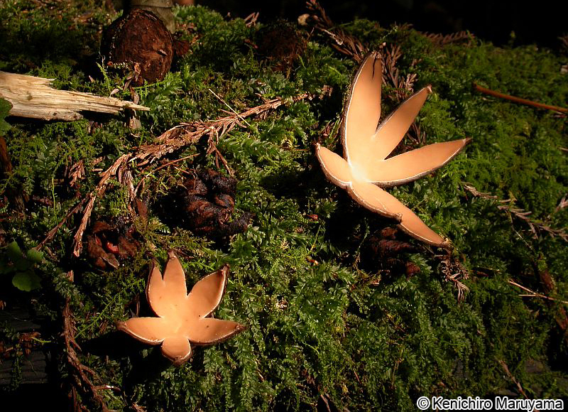 キリノミタケ Chorioactis geaster