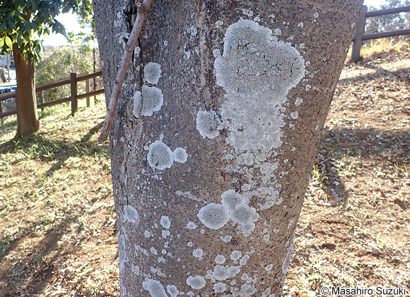 コフキメダルチイ Dirinaria applanata