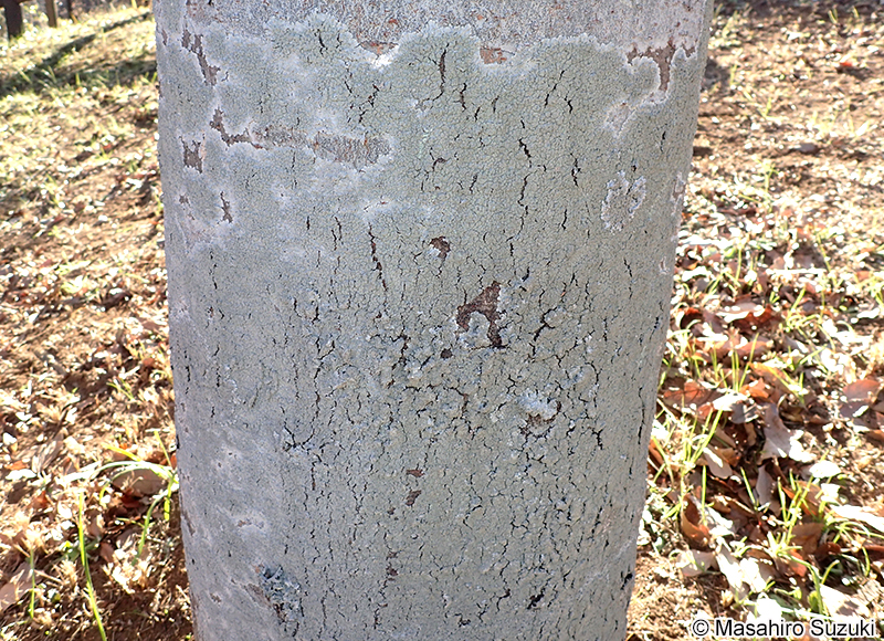 コフキメダルチイ Dirinaria applanata